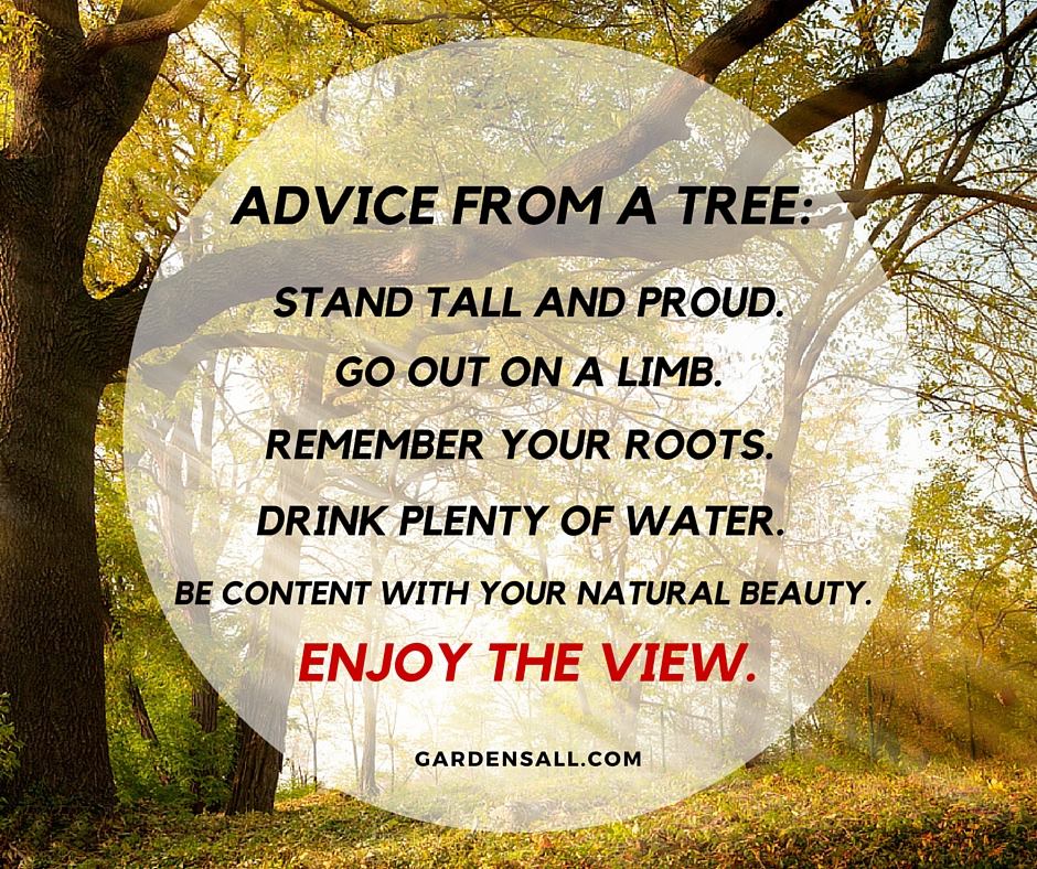 Advice from a tree stand tall and proud go out on a limb remember your roots. Drink Plenty of water. be content with your natural beauty. enjoy the view