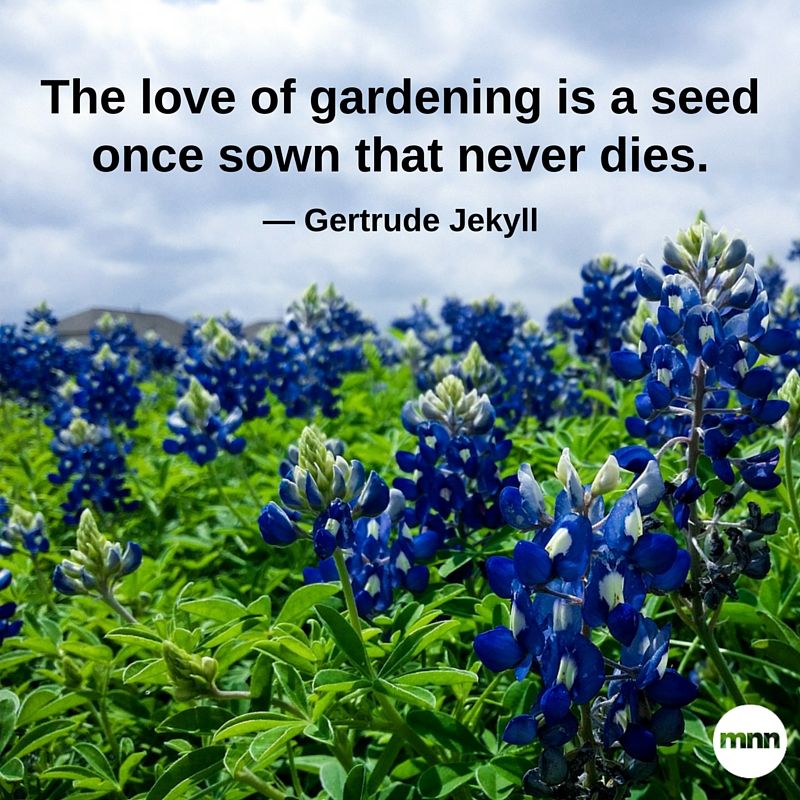 The love of gardening is a seed once sown that never dies. Gertrude Jekyll