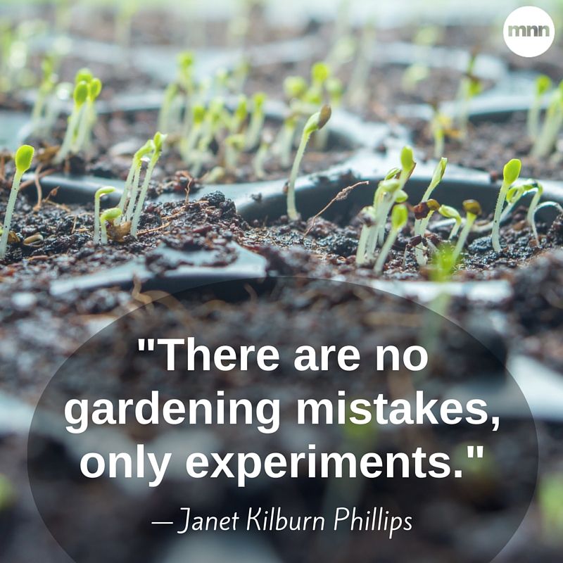 There are no gardening mistakes, only experiments. Janet Kilburn phillips