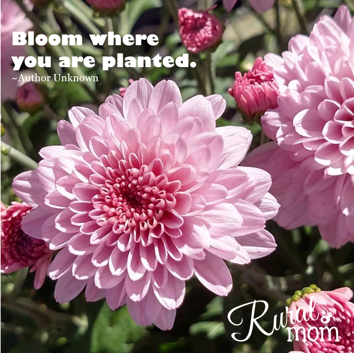bloom where you are planted.
