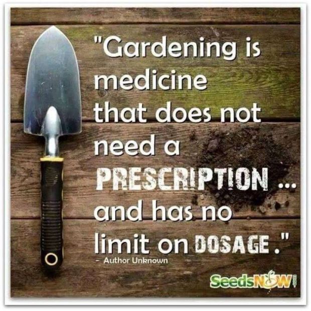 gardening is medicine that does not need a prescription… and has no limit on dosage.