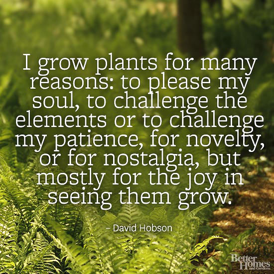 i grow plants for many reasons to please my soul, to challenge my patience, for novelty, or for nostalgia, but mostly for the joy in seeing them grow. david hobson