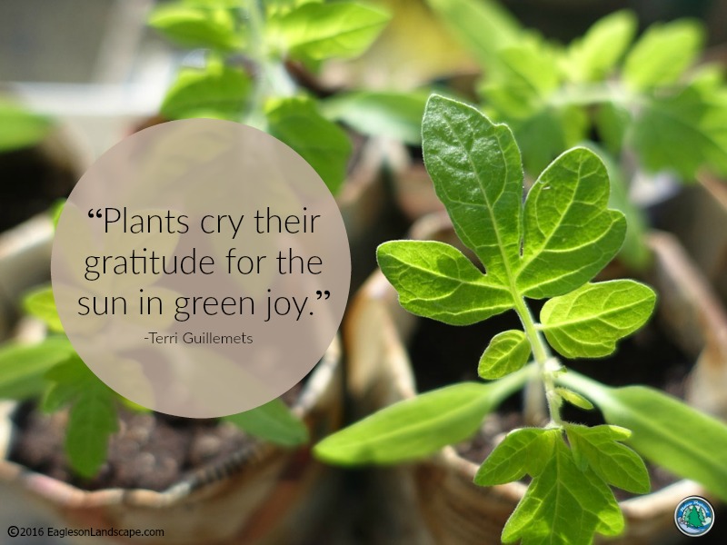 plants cry their gratitude for the sun in green joy. terri guillements