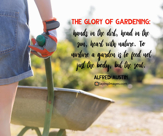 the glory of gardening hands in the dirt, head in the sun, heart with nature. to nurture a garden is to feed not just the body, but the soul. alfred austin