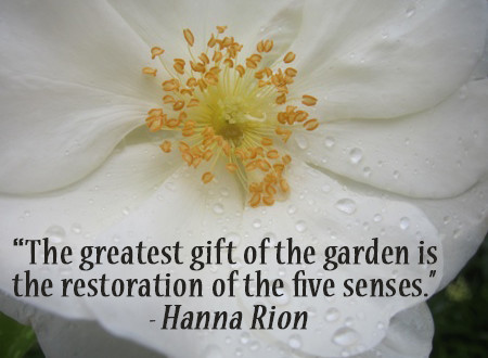 the greatest gift of the garden is the restoration of the five senses. hanna rion