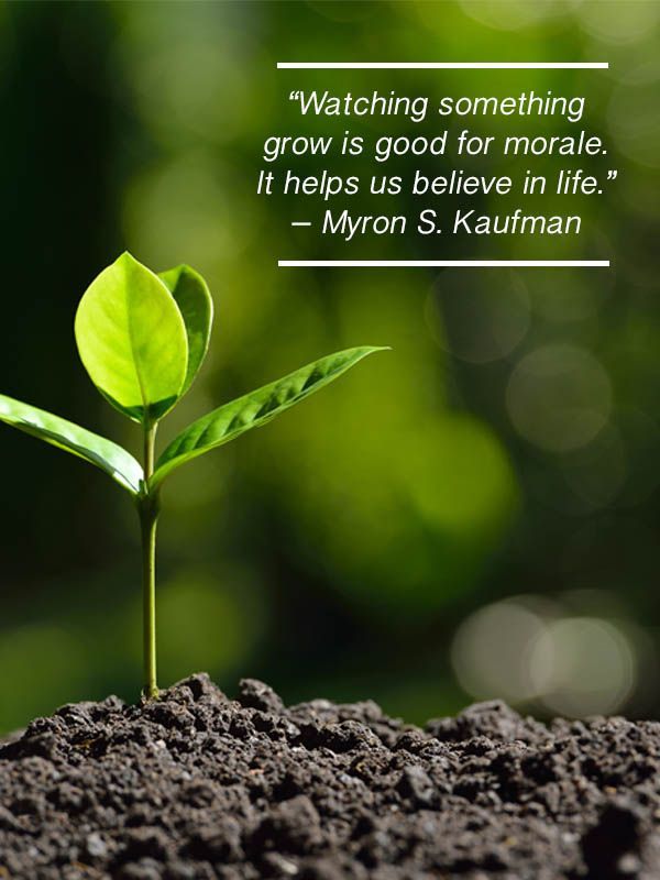 watching something grow is good for morale. it helps us believe in life. myron s. kaufman