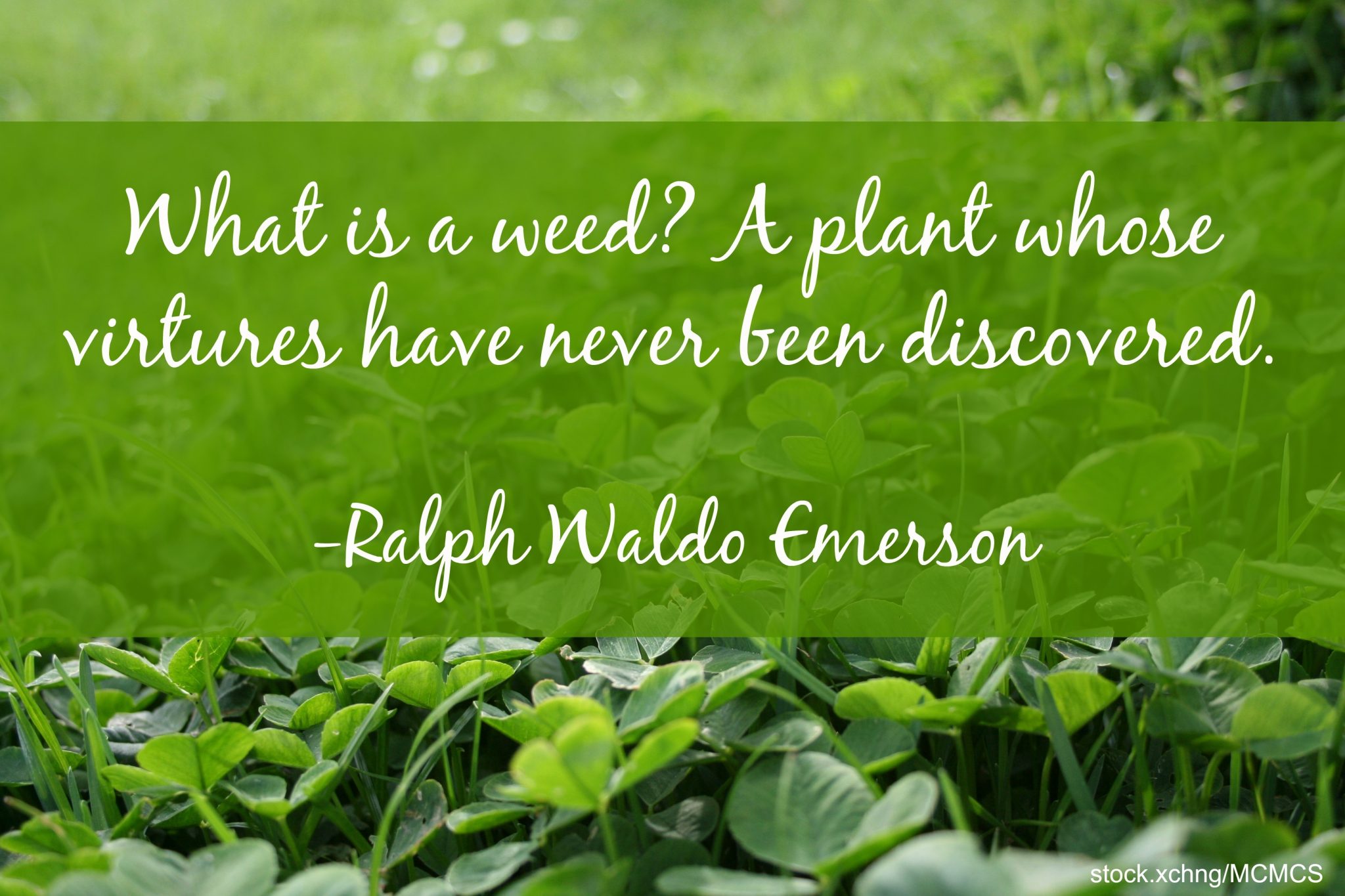 what is a weed. a plant whose virtures have never been discovered. ralph waldo emerson