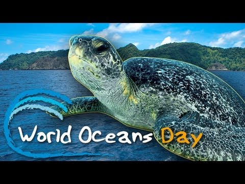 world Oceans Day turtle picture