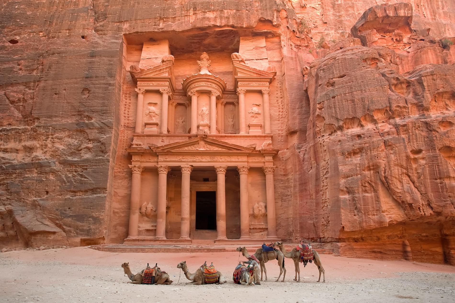beautiful camels in front of the Petra