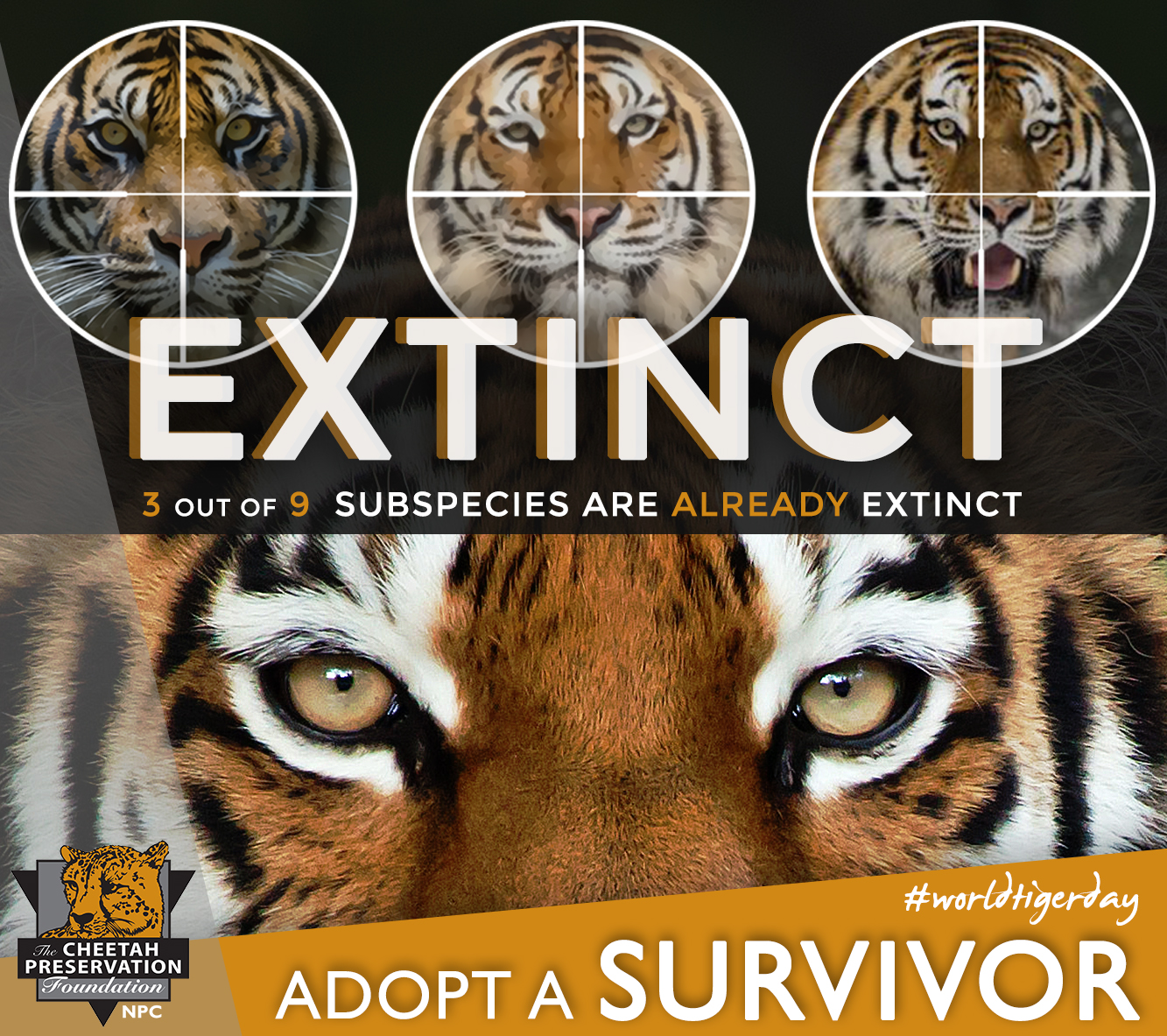 3 out of 9 subspecies are already extinct international tiger day