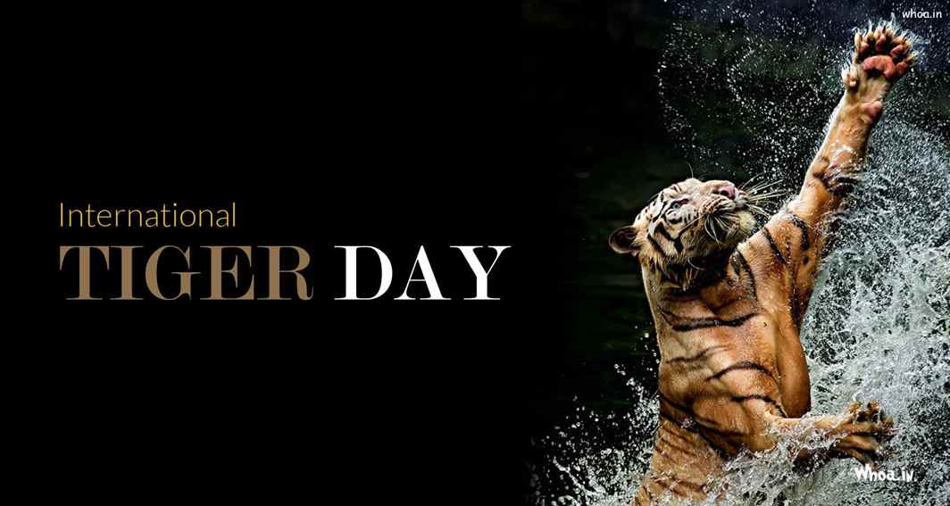 international tiger day beautiful picture of tiger