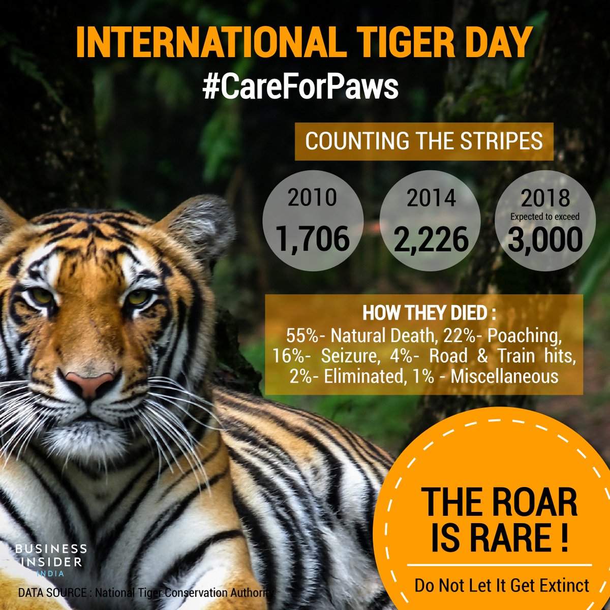 international tiger day care for paws