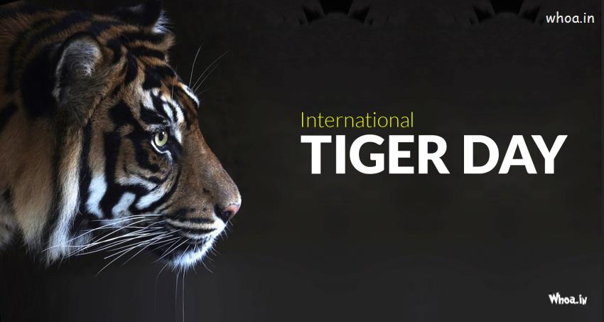 international tiger day tiger face