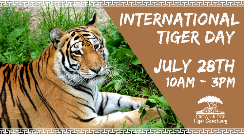 international tiger day wishes poster
