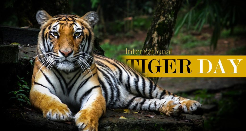 international tiger day wishes