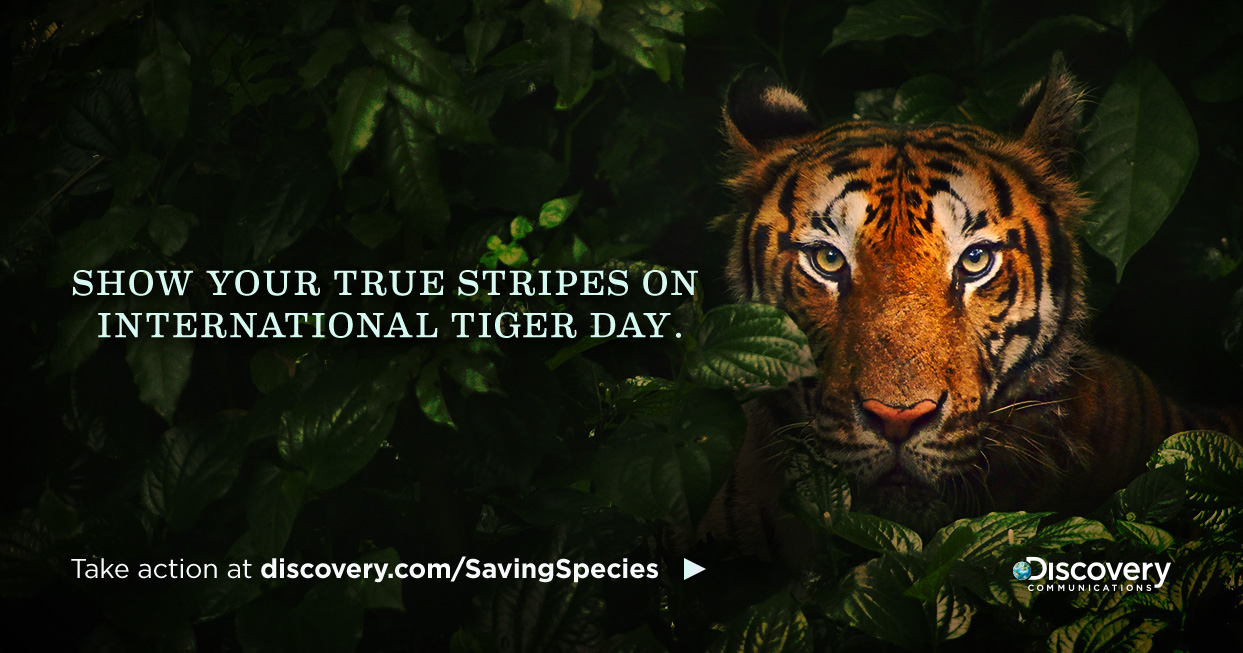shwo your true stripes on international tiger day
