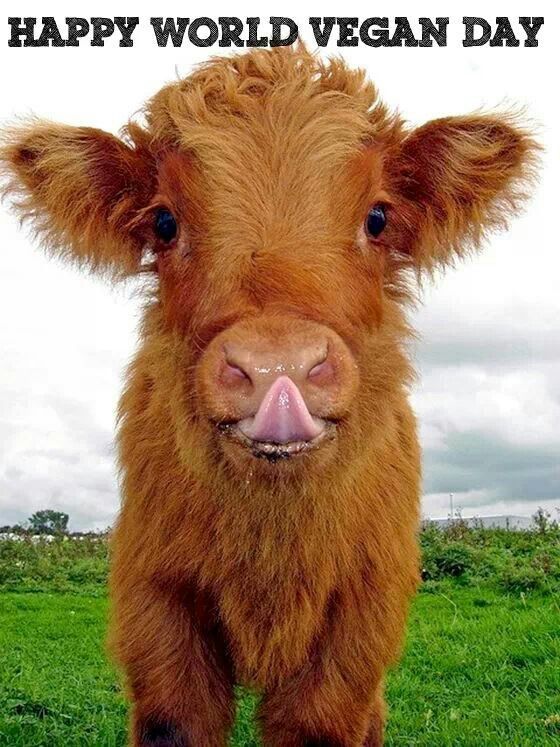 happy world vegan day cow face
