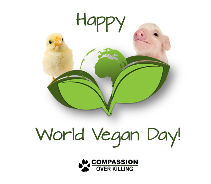 happy world vegan day piglet and chicken