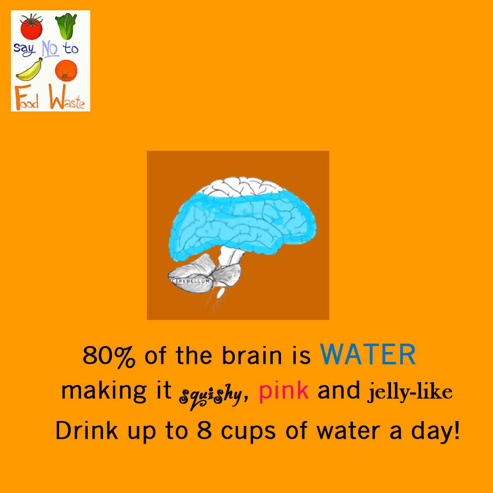 80 percent of the brain is water making it squishy pink and jelly like drink up to 8 cups of water a day