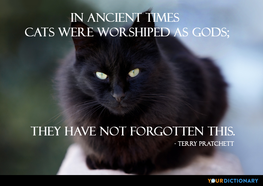 in ancient times cats were worshiped as gods. they have not forgotten this. terry  pratchett