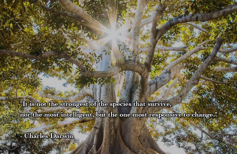 it is not the strongest of the species that survive, nor the most intelligent, but the one most responsive to change. charles darwin