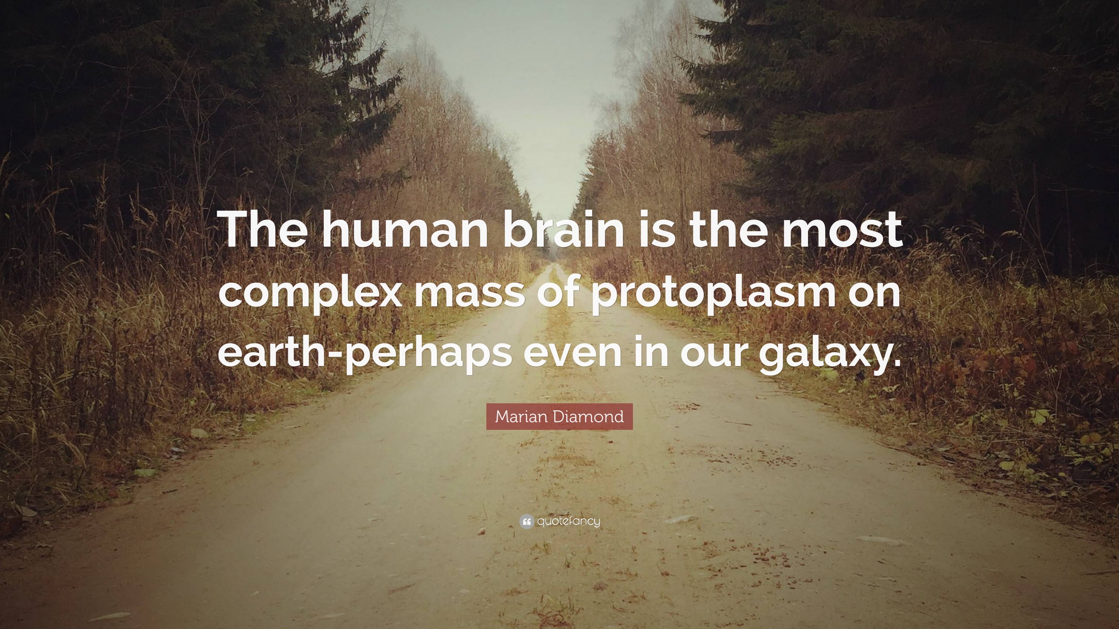 the human brain is the most complex mass of protoplasm on earth-perhaps even in our galaxy. marian diamond